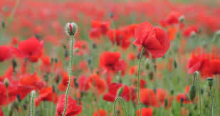 poppies